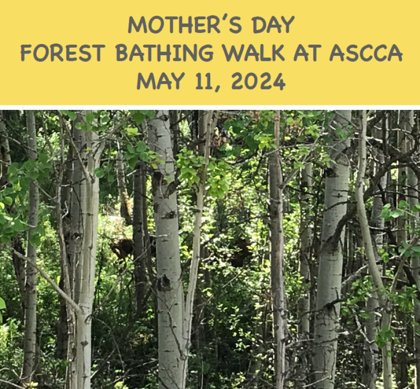Mother’s Day Forest Bathing Walk